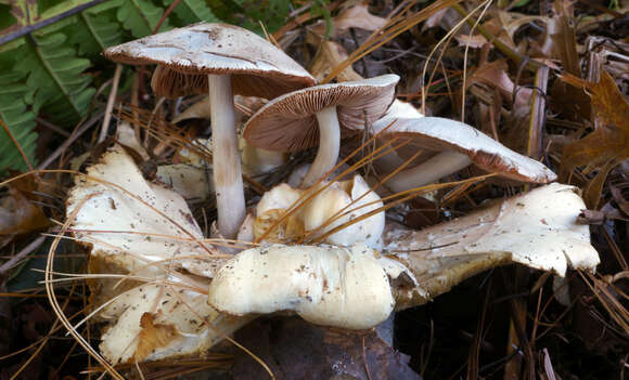 Image of Volvariella surrecta (Knapp) Singer 1951