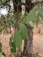 Image of Water ironplum