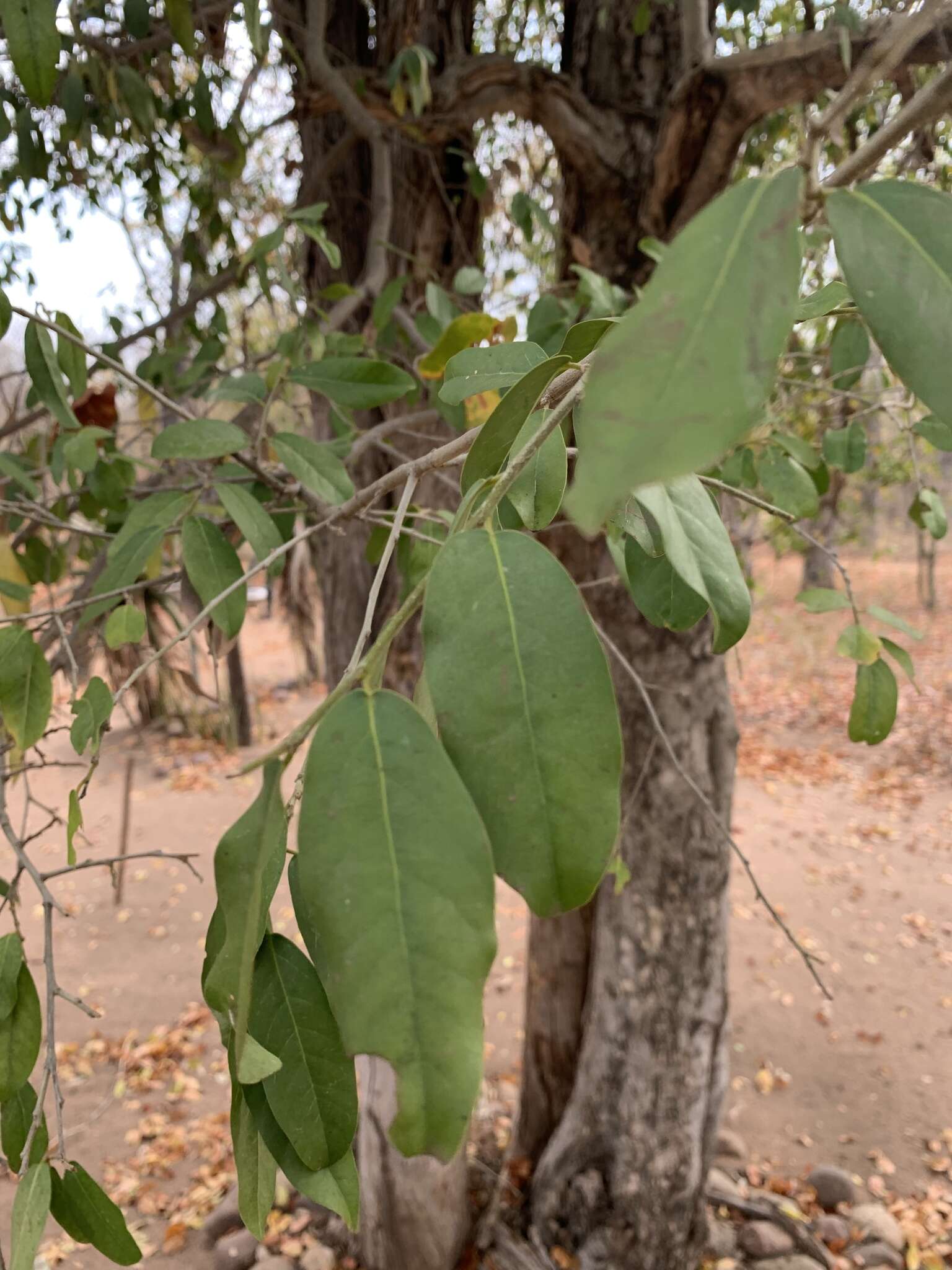 Imagem de Drypetes mossambicensis Hutch.