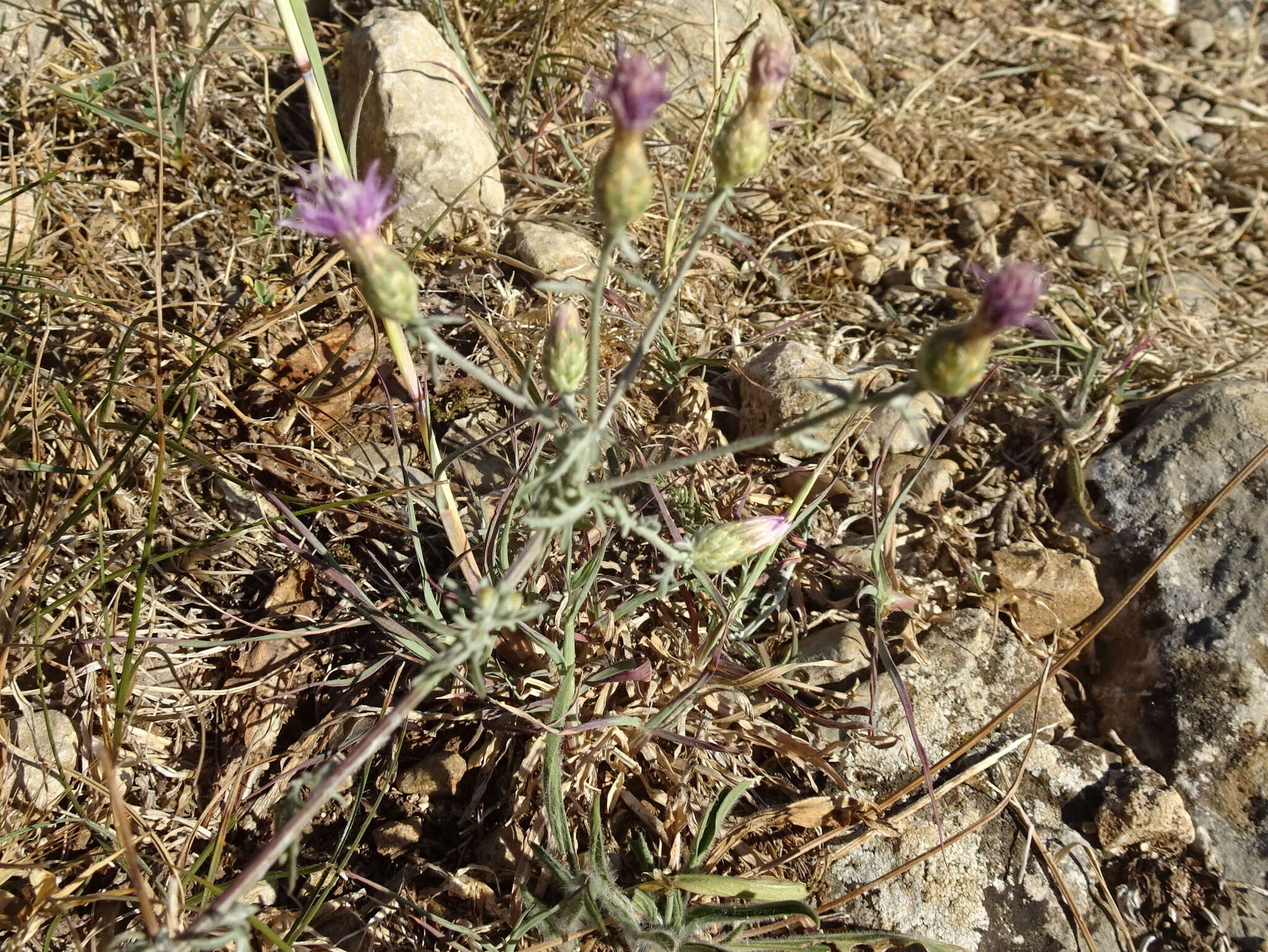 Слика од Centaurea paniculata L.