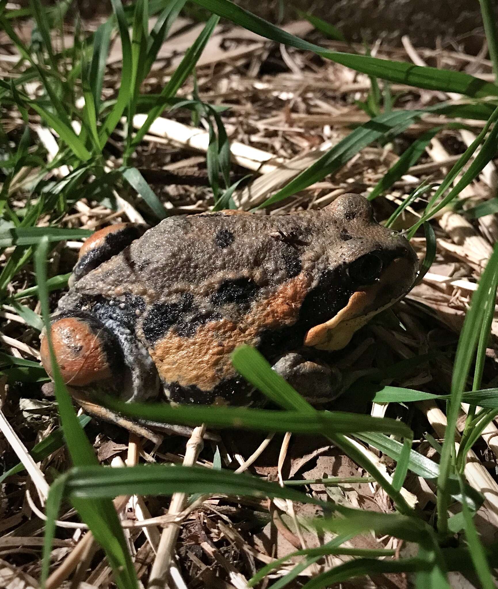 Image of Giant Banjo Frog