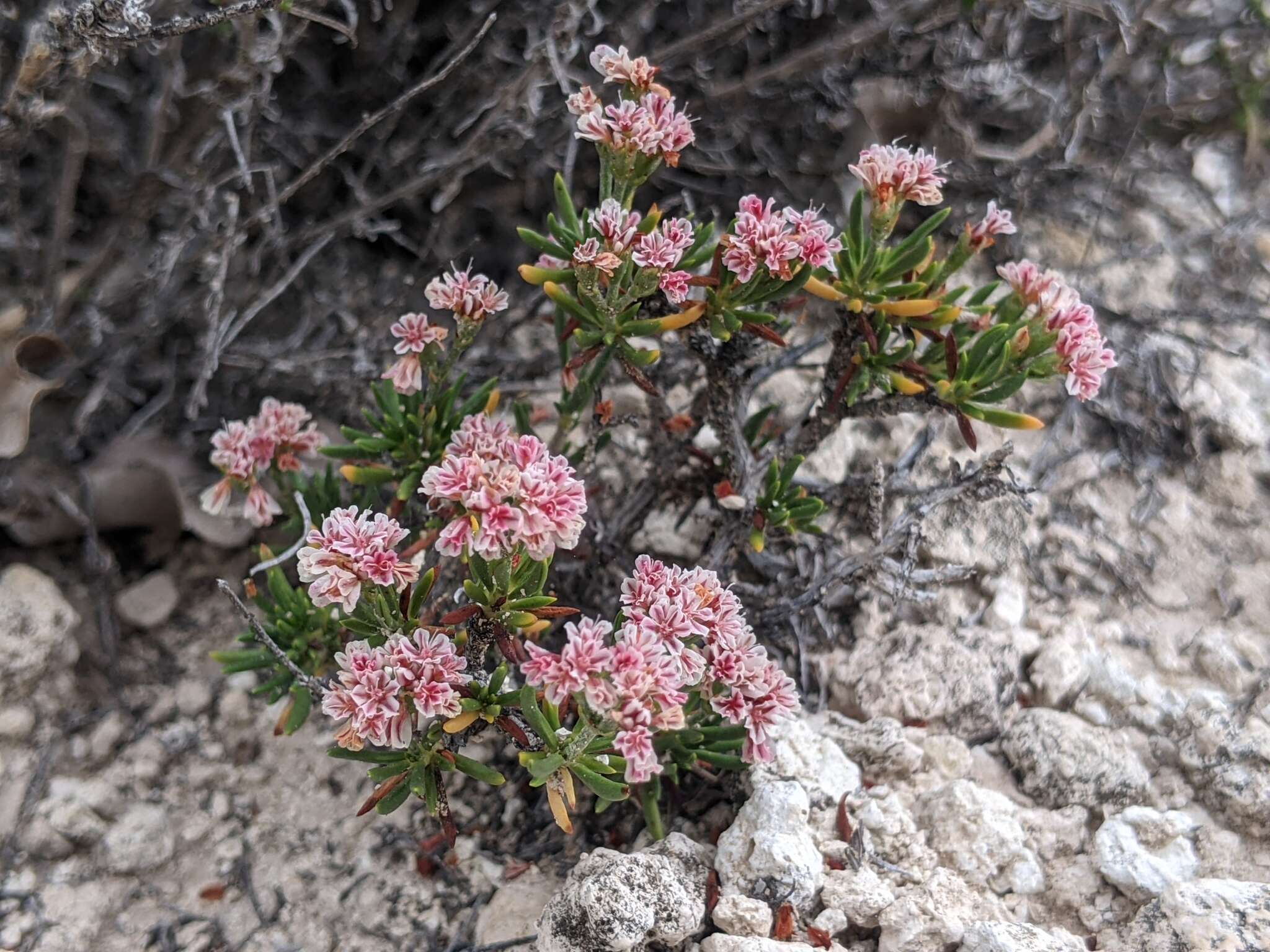 Imagem de Eriogonum ericifolium Torr. & Gray