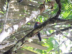 Image of Slate-colored Grosbeak