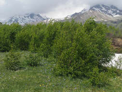 Image of Betula pubescens var. litwinowii (Doluch.) Ashburner & McAll.