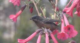 Imagem de Diglossa brunneiventris Lafresnaye 1846