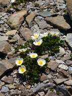 Image of Ranunculus alpestris subsp. alpestris