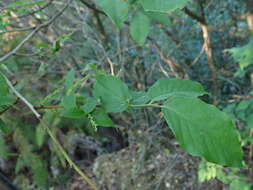 Imagem de Lyonia ovalifolia var. elliptica (Siebold & Zucc.) Hand.-Mazz.