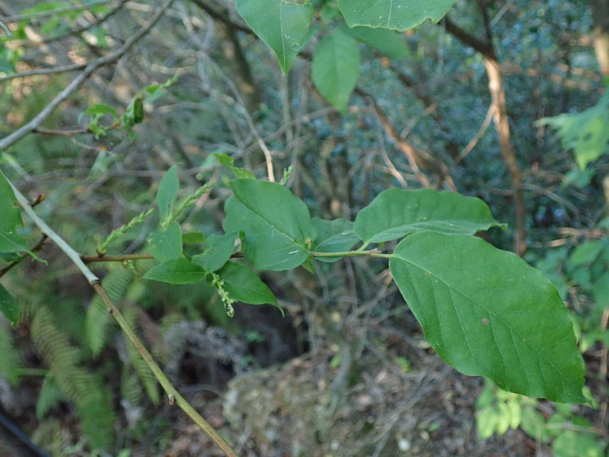 Image of Lyonia ovalifolia var. elliptica (Siebold & Zucc.) Hand.-Mazz.