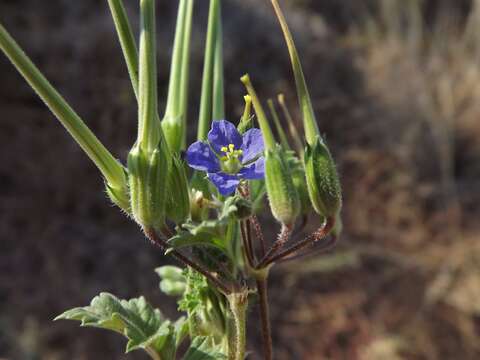 Слика од Erodium crinitum Carolin