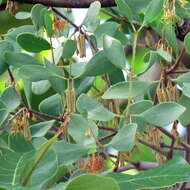 Image of Amyema villiflora (Domin) Barlow