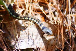 Image of Thamnophis cyrtopsis collaris (Jan 1863)