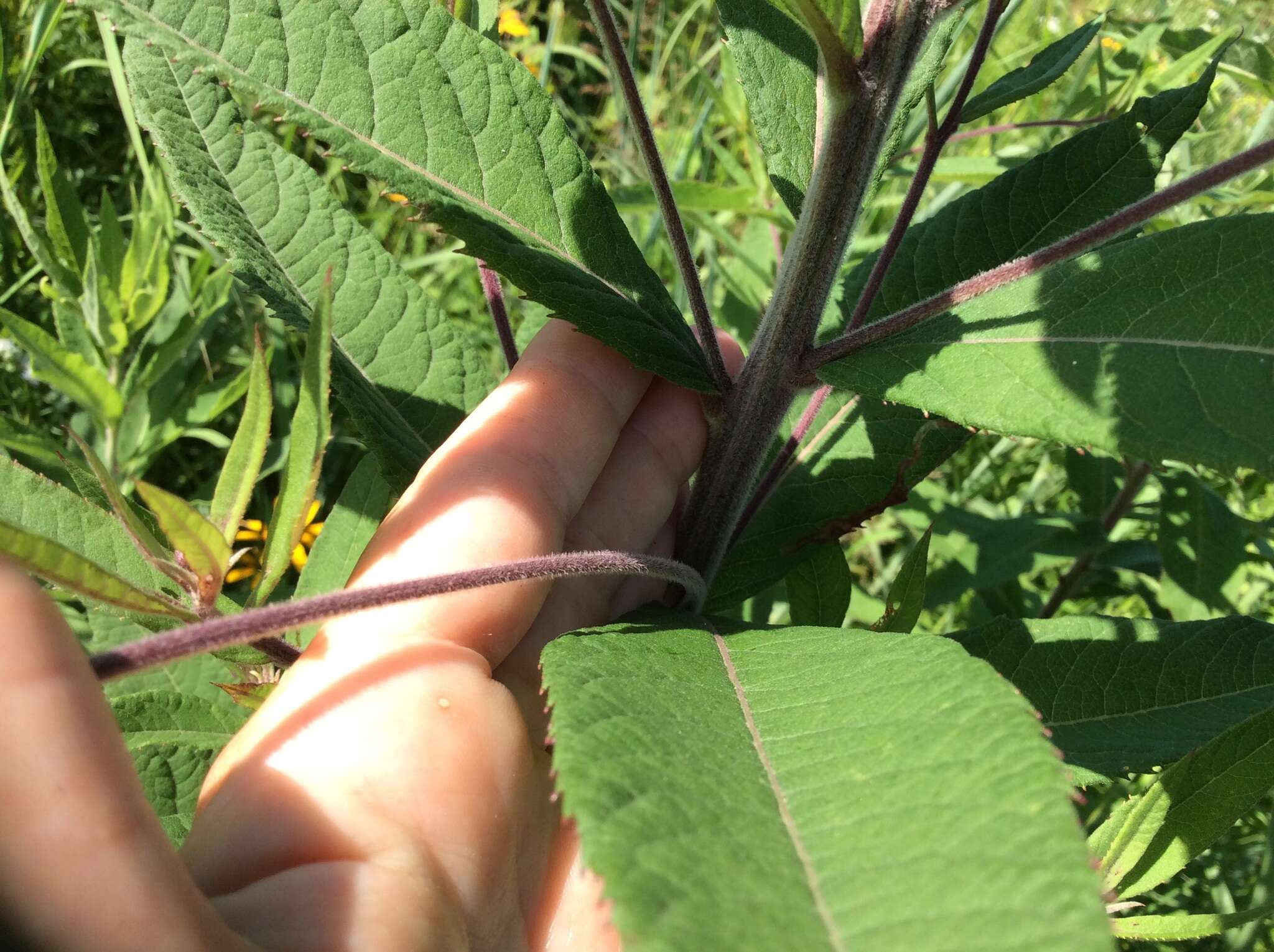 Image of Missouri ironweed