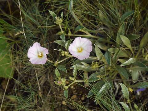 Image of Convolvulus lineatus L.