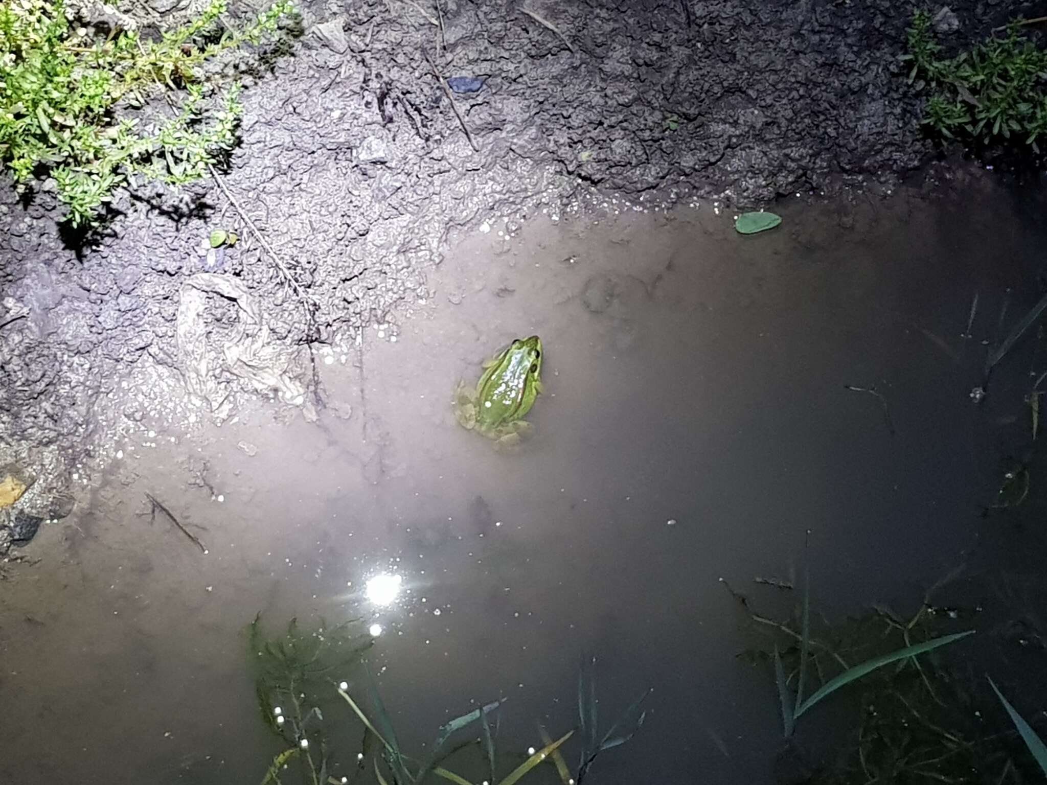 Image of Beijing Gold-striped Pond Frog