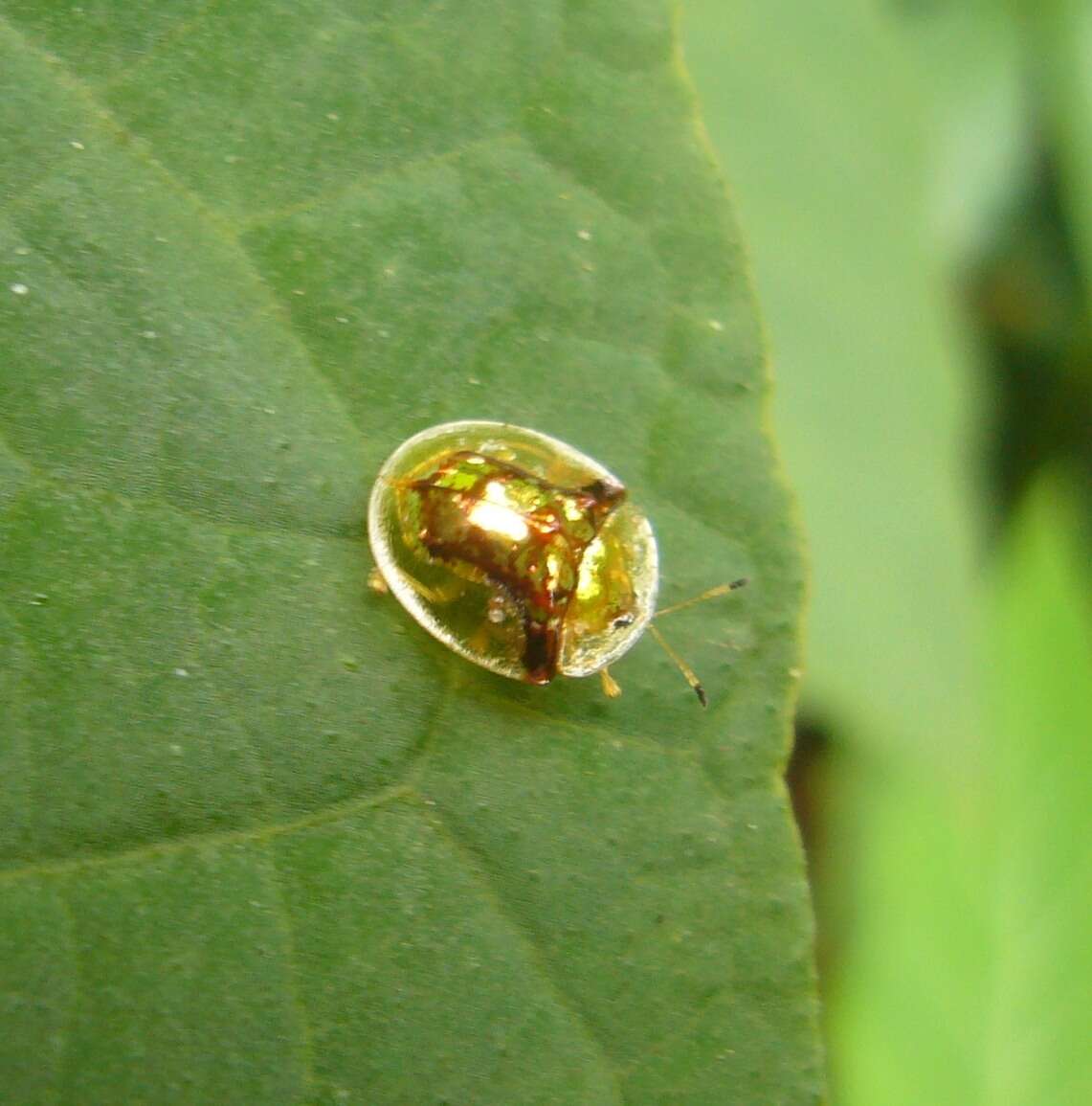 Image of Aspidimorpha (Aspidimorpha) furcata (Thunberg 1789)