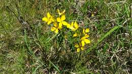 Image of Yellow Meadow-Beauty