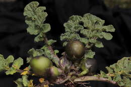 Image of Solanum acaule Bitter