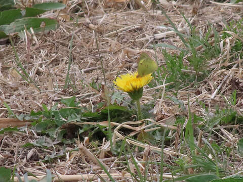 Image of Taraxacum platycarpum Dahlst.