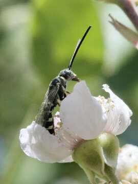 Image of Meria tripunctata (Rossi 1790)