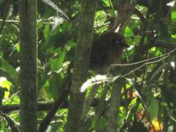 Image of Moustached Puffbird