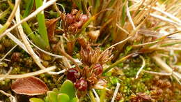 Image of Juncus scheuchzerioides Gaudich.