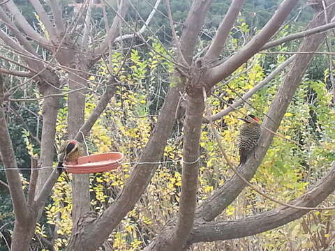 Image of Green-barred Woodpecker