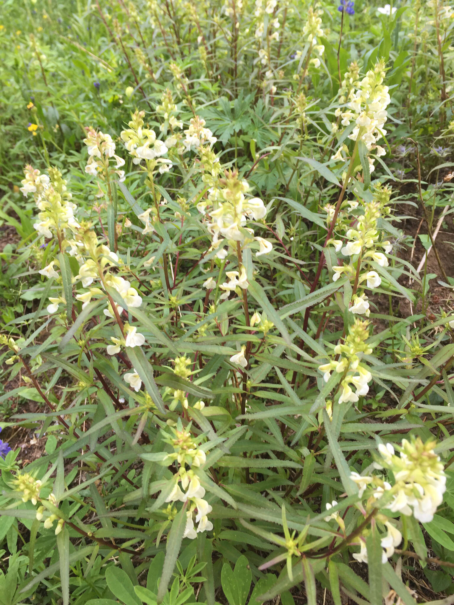 Image of sickletop lousewort