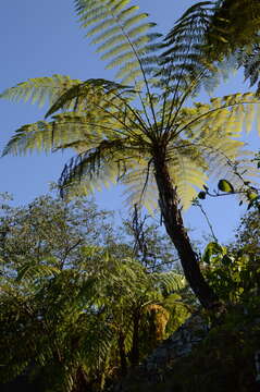 Image of Cyathea bicrenata Liebm.