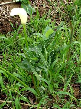 Image of Spotted-leaved arum lily