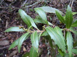 Image of Lance-leaved waxberry