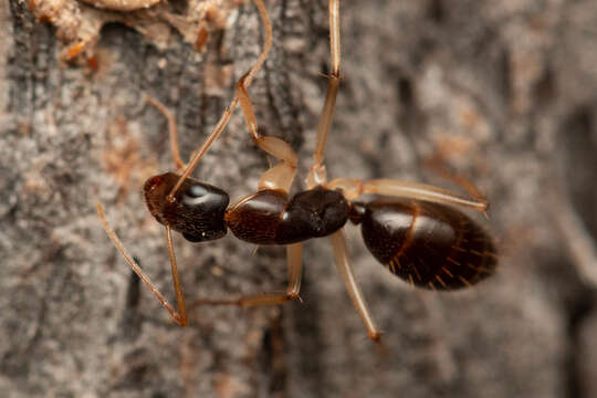 Plancia ëd <i>Camponotus elegans</i>