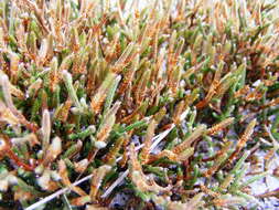 Image de Selaginella arenicola Underw.