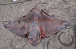 Image of Chilean eagle ray