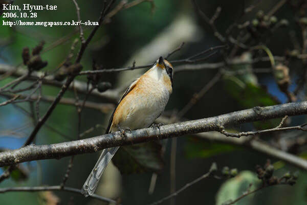 Image of Bull-headed Shrike