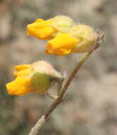 Image of Hermannia decumbens Willd.