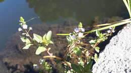 Слика од Veronica anagallis-aquatica subsp. anagallis-aquatica