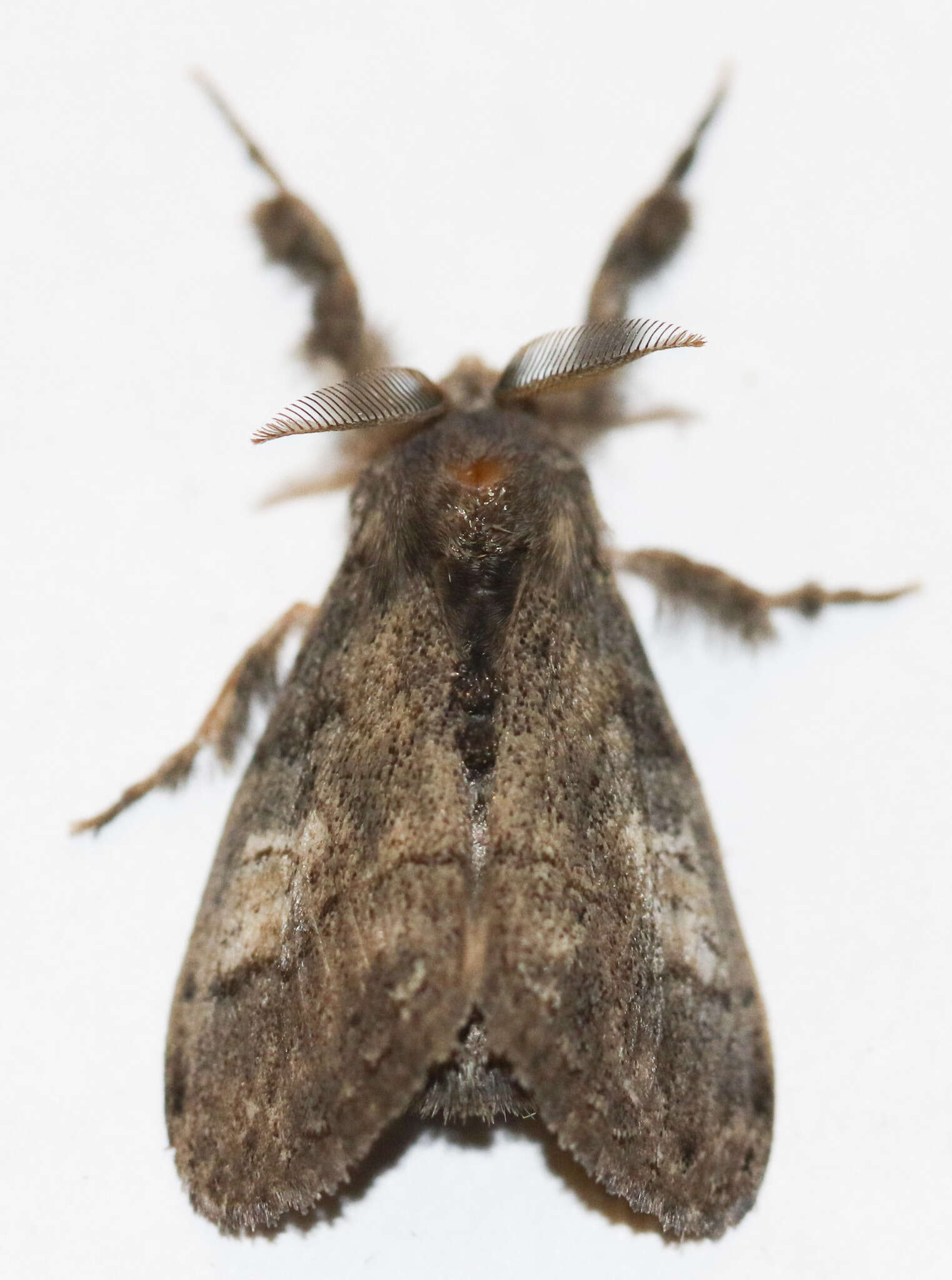 Image of Lymantriidae