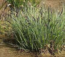 Image of Tufted Sedge