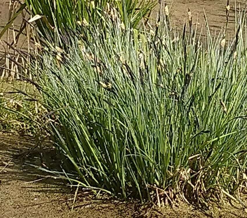 Image of Tufted Sedge