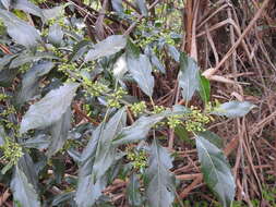 Image of Hedycarya angustifolia A. Cunn.