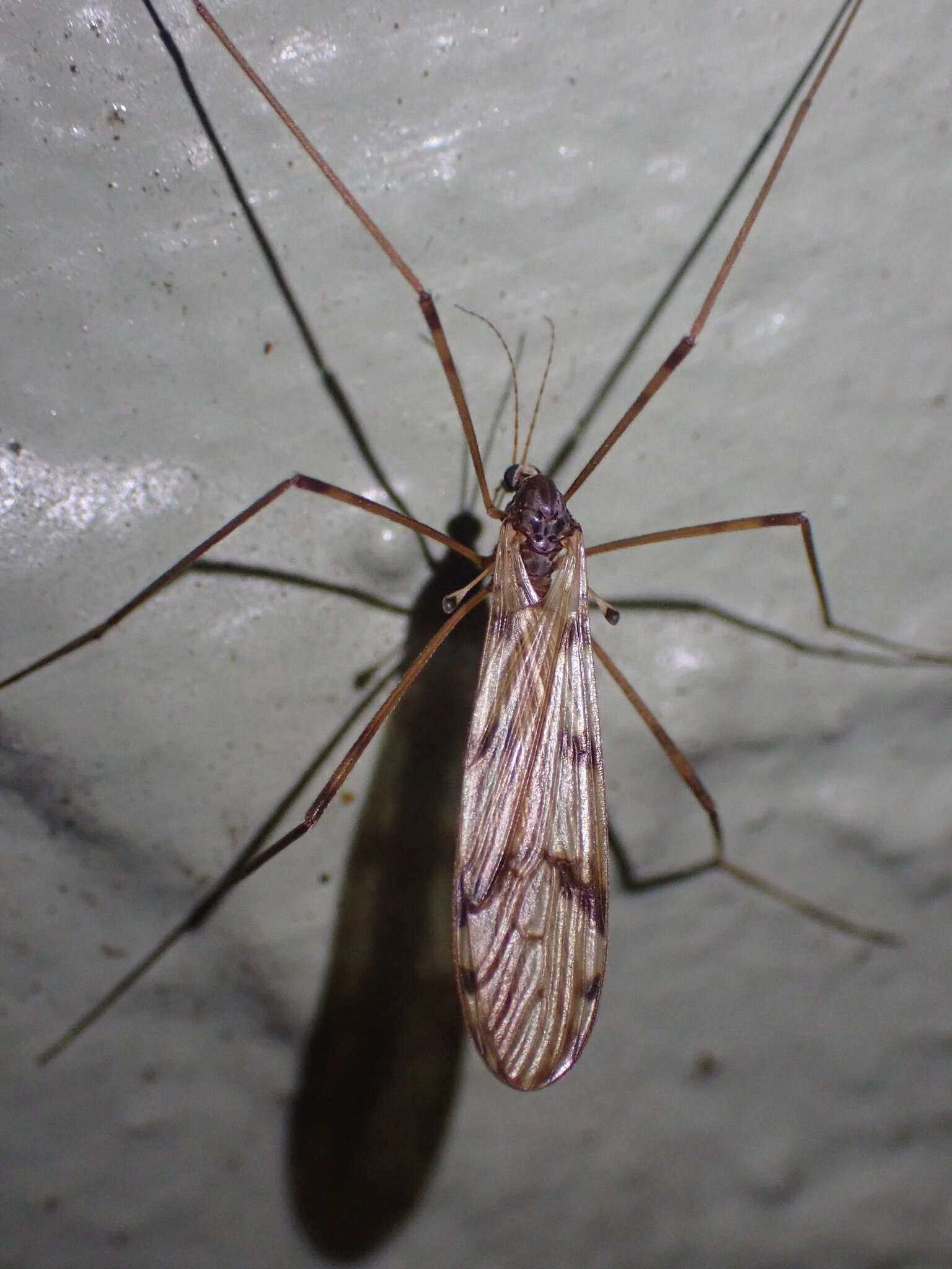 Image of Austrolimnophila (Austrolimnophila) atripes (Alexander 1922)