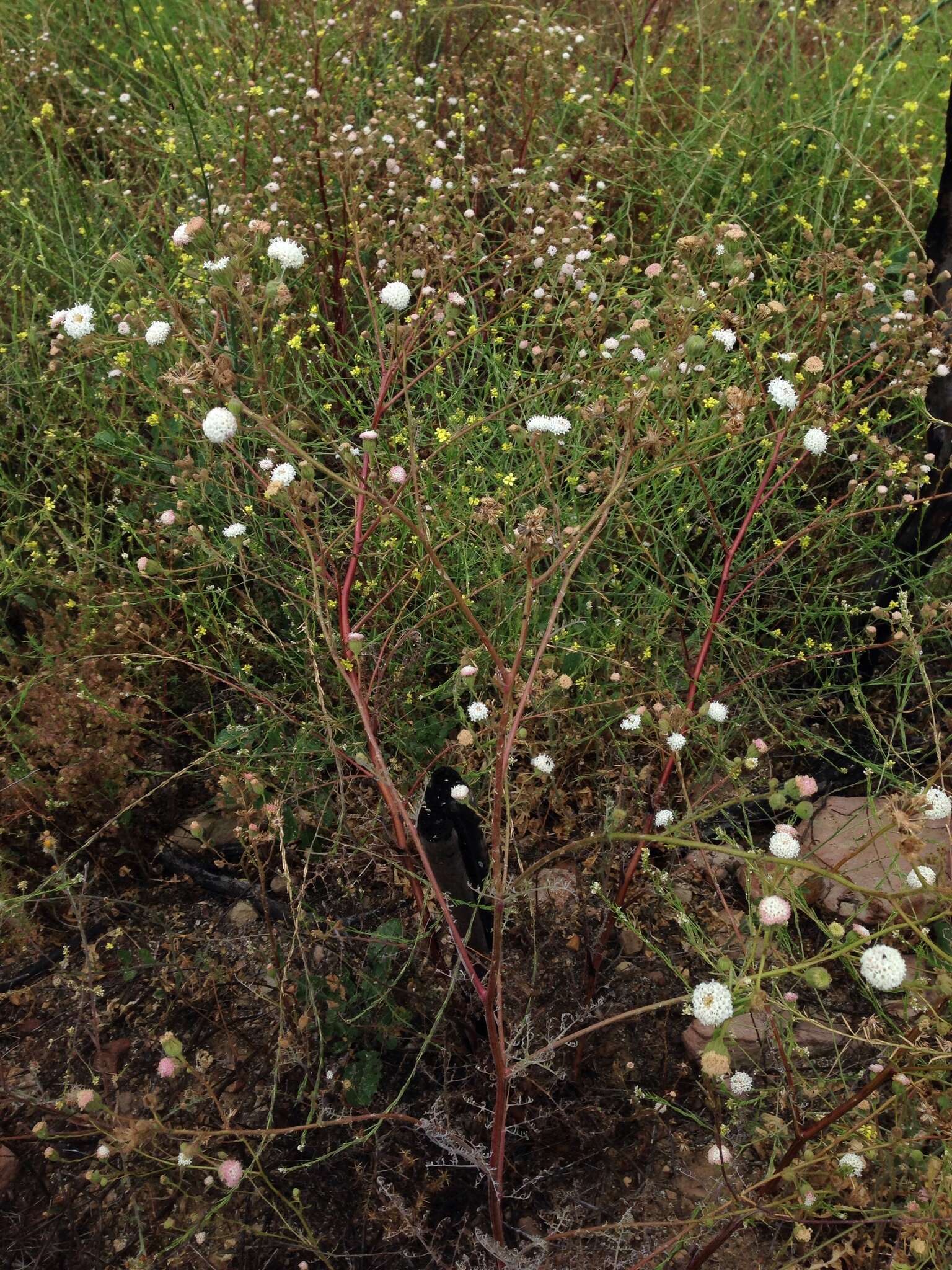 Sivun Chaenactis artemisiifolia (Harvey & A. Gray) A. Gray kuva