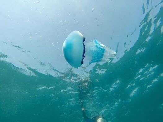 Image of barrel jellyfish