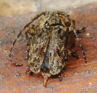 Image of Long-horned beetle