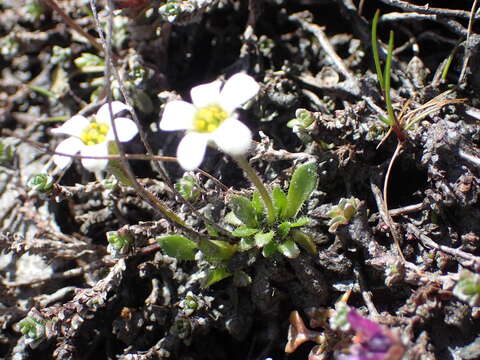 Image of Saxifraga androsacea L.