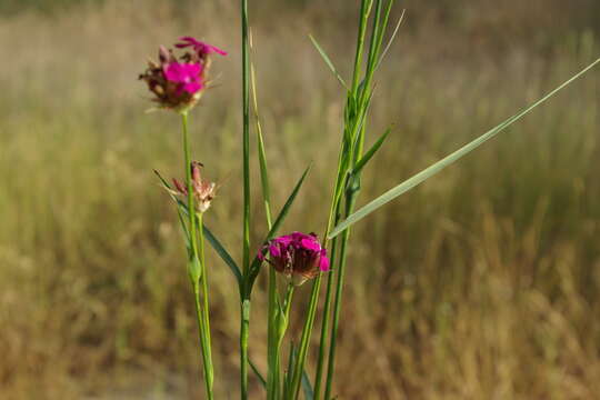 Image of Dianthus capitatus Balb. ex DC.