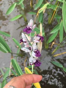 Image of Thalia multiflora Horkel ex Körn.