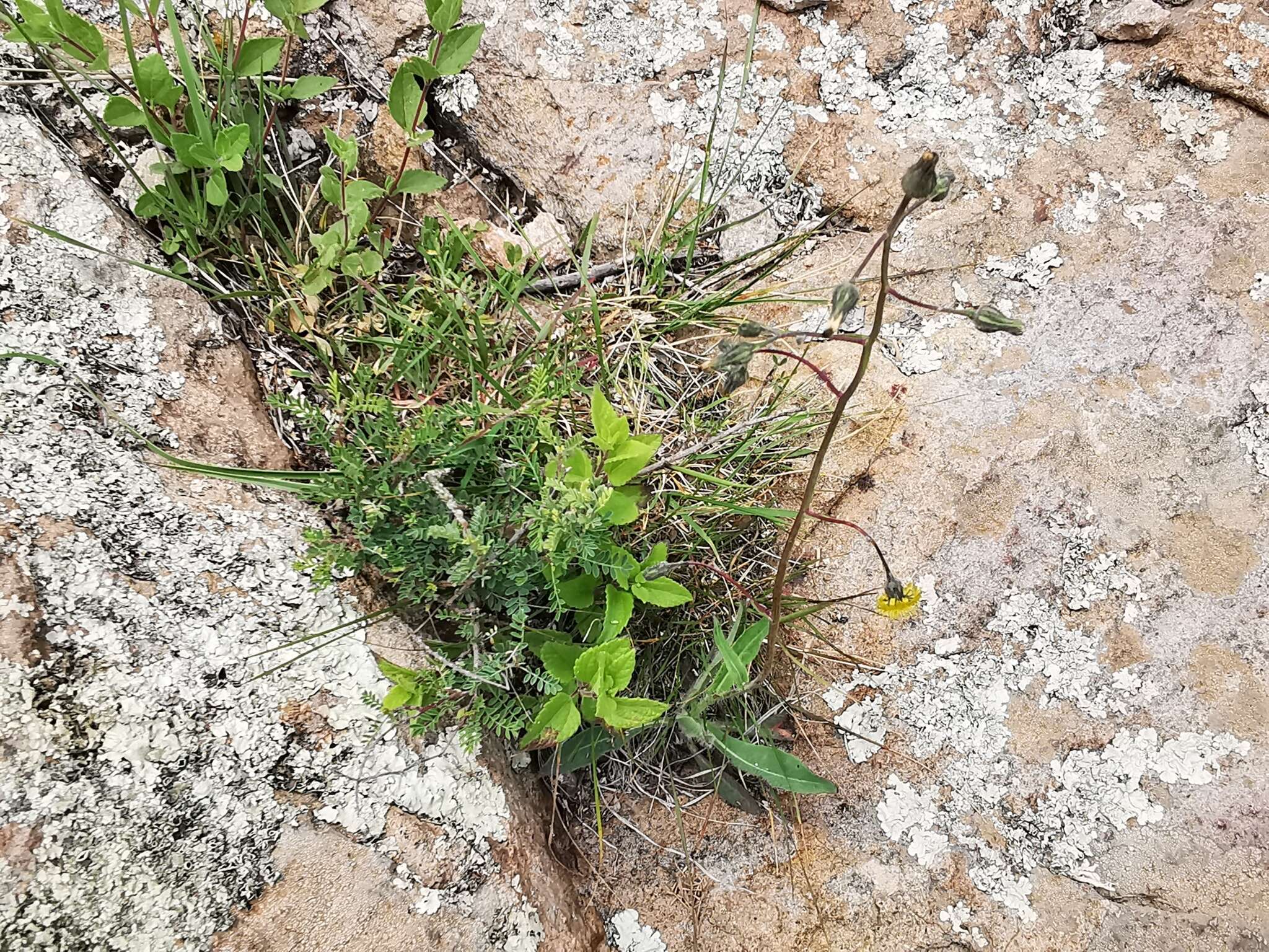 Image of Rusby's hawkweed