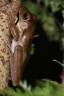 Image of Bongao tree frog