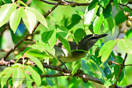 Слика од Vireo magister (Baird & SF 1871)